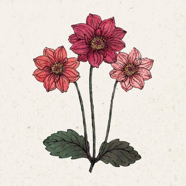Dahlia variabilis 'Bishop's Children' (Dahlie)