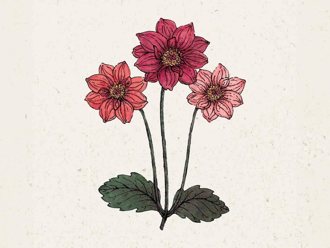 Bishops-Children-Dahlie-Blumensamen-jora-dahl.jpg Dahlia variabilis 'Bishop's Children' (Dahlie) – Bild 1