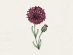 Centaurea Cyanus ‚Black Ball‘ Kornblume