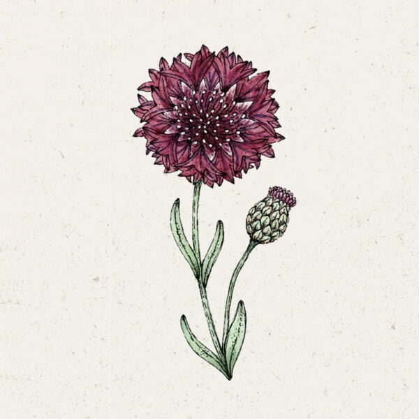 Centaurea Cyanus ‚Black Ball‘ Kornblume