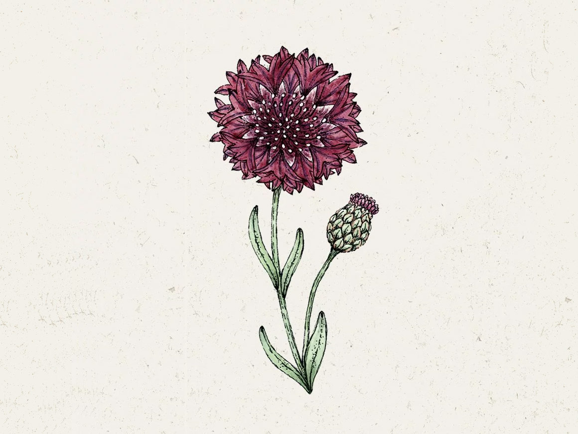 Black-Ball-JORA-DAHL.jpg Centaurea Cyanus ‚Black Ball‘ Kornblume – Bild 1