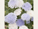 Didiscus caeruleus ‘Lace Mixture’ (Blaudolde) – Bild 2
