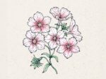 Sommer-Phlox Blushing Bride (Phlox drummondii)