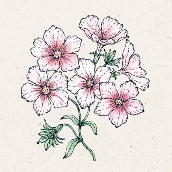 Sommer-Phlox Blushing Bride (Phlox drummondii)