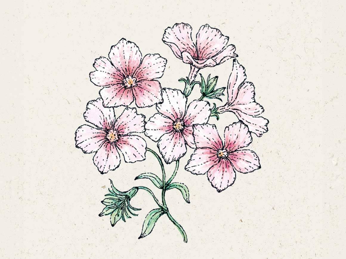 Blumensamen-Sommer-Phlox-Jora-Dahl-filipok.jpg Sommer-Phlox Blushing Bride (Phlox drummondii) – Bild 1