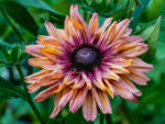 Rudbeckia ‚Sahara‘ (Sonnenhut) – Bild 3