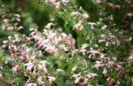 Salvia coccinea 'Summer Jewel Pink' (Blutsalbei) – Bild 2