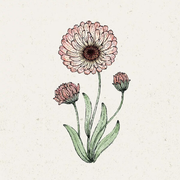 Calendula ‚Bronzed Beauty‘ (Ringelblume)