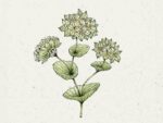 Bupleurum rotundifolium 'Griffithii', (Hasenohr)