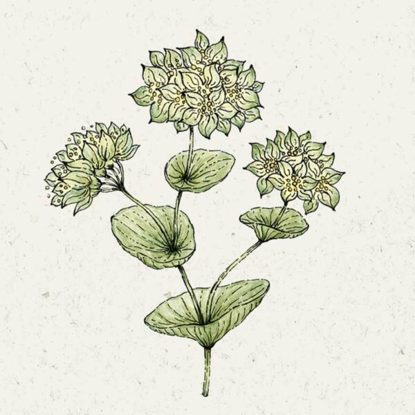 Bupleurum rotundifolium 'Griffithii', (Hasenohr)