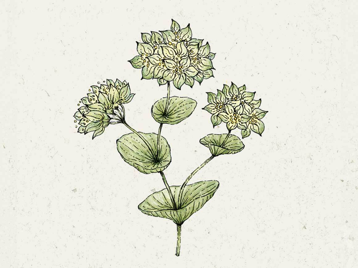 Bupleurum-rotundifolium-Griffithii-Hasenohr-Blumensamen.jpg Bupleurum rotundifolium 'Griffithii', (Hasenohr) – Bild 1