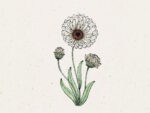 Calendula ‘Snow Princess’ (Ringelblume)