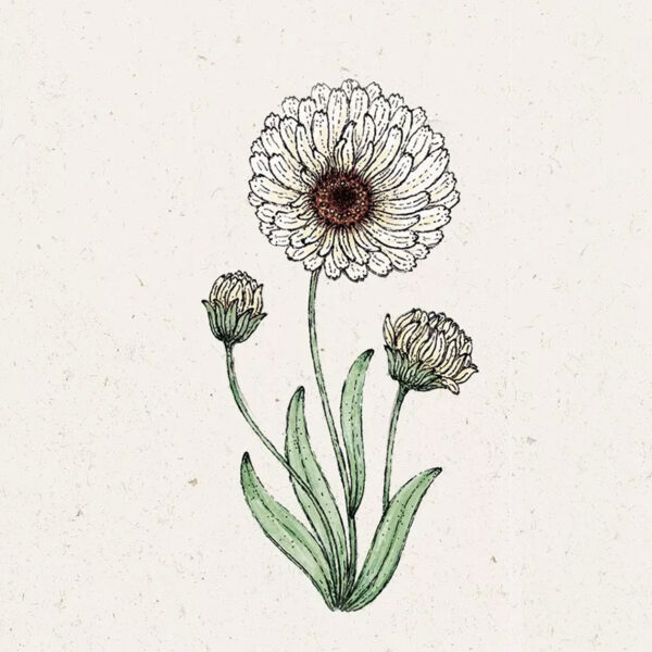 Calendula ‘Snow Princess’ (Ringelblume)