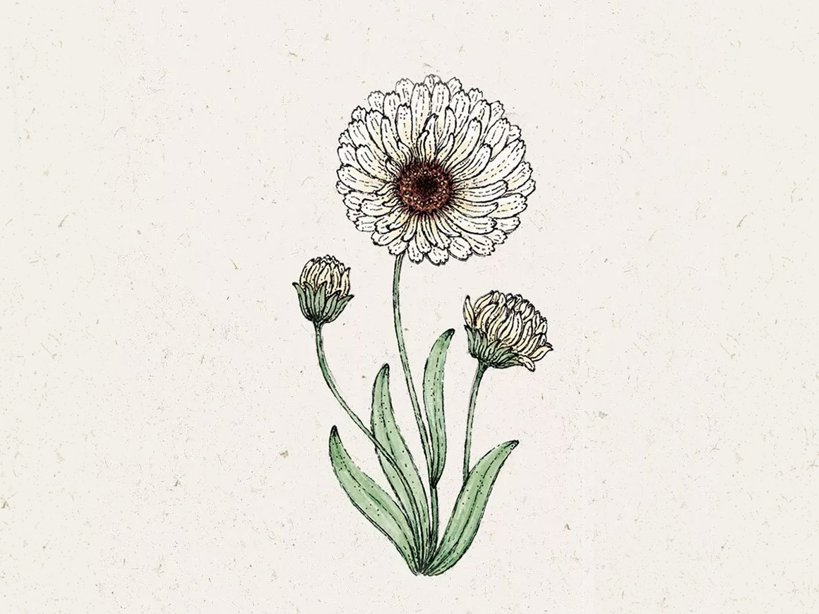 Calendula-Snow-Princess-Ringelblume-joradahl.jpg Calendula ‘Snow Princess’ (Ringelblume) – Bild 1
