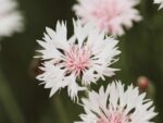 Centaurea ‚Cyanus Classic Romantic′ Kornblume – Bild 2
