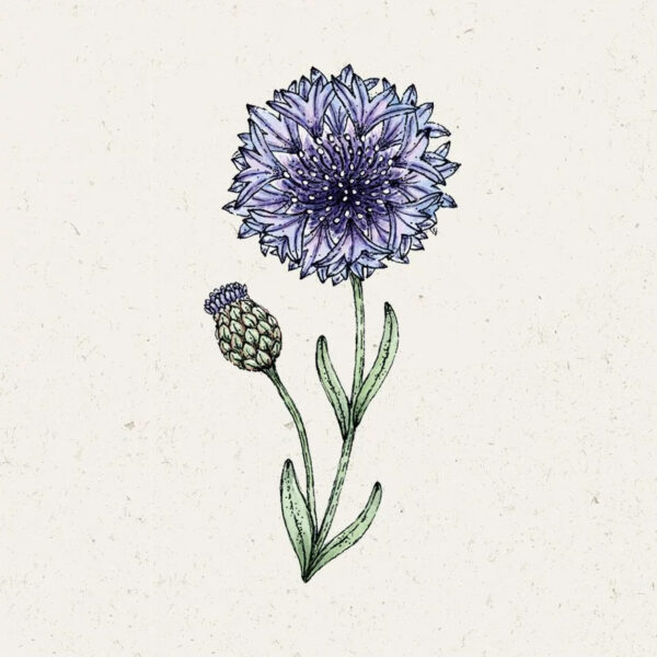 Centaurea Cyanus ‚Classic Fantastic‘ Kornblume