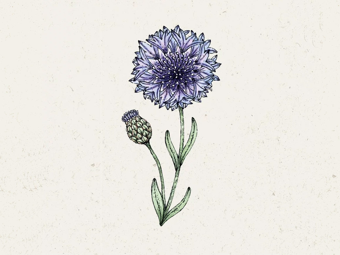 Classic-Fantastic-JORA-DAHL.jpg Centaurea Cyanus ‚Classic Fantastic‘ Kornblume – Bild 1
