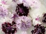 Centaurea Cyanus ‚Classic Magic‘ Kornblume – Bild 2