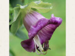 Cobaea scandens ‘Violet’ (Glockenrebe) – Bild 2