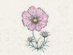 Kosmee ‚Rosetta′ Cosmos bipinnatus – Bild 2