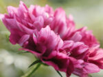 Cosmos bipinnatus  'Double Click Cranberries' (Kosmee) – Bild 2