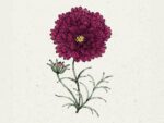 Cosmos bipinnatus  'Double Click Cranberries' (Kosmee)