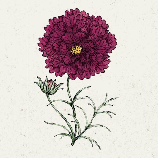 Cosmos bipinnatus  'Double Click Cranberries' (Kosmee)