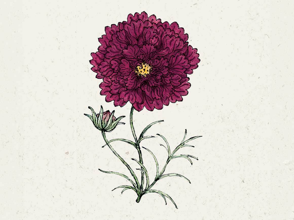 Cranberries-Kosmee-jora-dahl.jpg Cosmos bipinnatus 'Double Click Cranberries' (Kosmee) – Bild 1