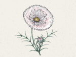 Kosmee ‚Cupcake Blush‘