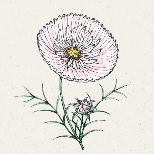 Kosmee ‚Cupcake Blush‘