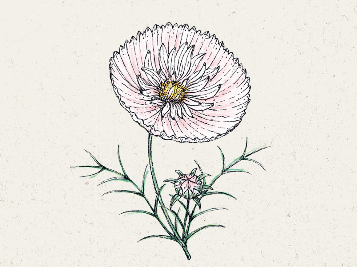 Cupcake-Blush-Kosmee.jpg Kosmee ‚Cupcake Blush‘ – Bild 1