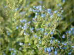Cynoglossum amabile 'Firmament'  (Chinesisches Vergissmeinnicht) – Bild 2