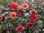 Dahlia variabilis 'Bishop's Children' (Dahlie) – Bild 2