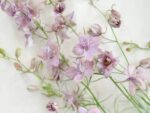 Delphinium consolida ‘Misty Lavender’ (Rittersporn) – Bild 2