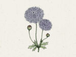 Didiscus caeruleus ‘Lace Mixture’ (Blaudolde)