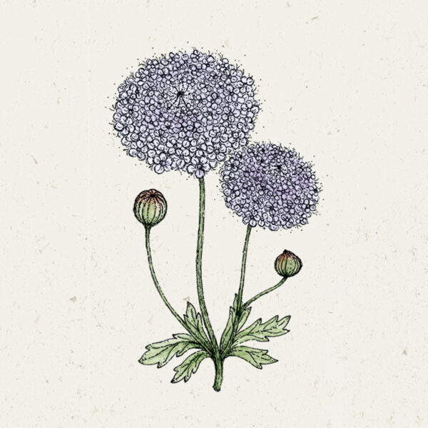 Didiscus caeruleus ‘Lace Mixture’ (Blaudolde)