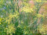 Anethum graveolens (Dill) – Bild 3