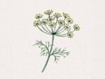 Anethum graveolens (Dill)