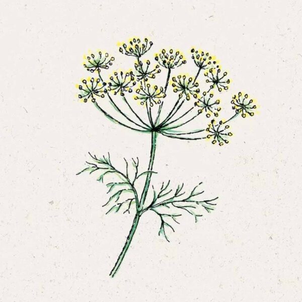 Anethum graveolens (Dill)