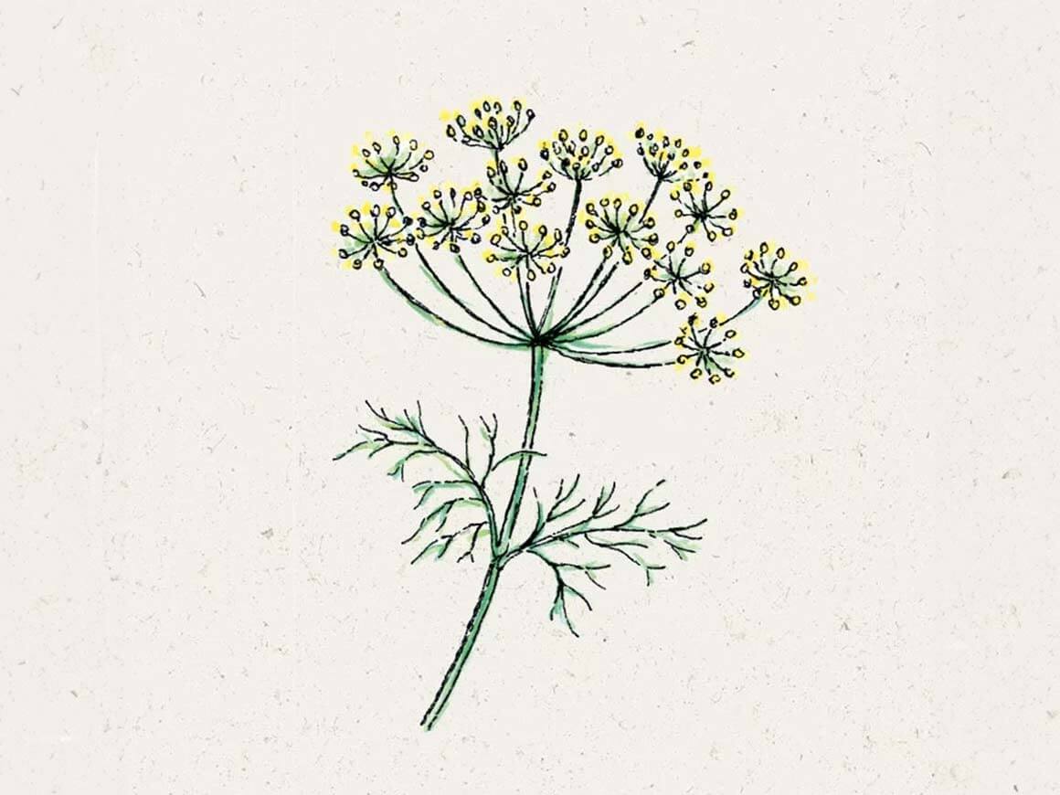 Dill-Samen-kaufen.jpg Anethum graveolens (Dill) – Bild 1