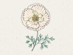 Goldmohn ‚Thai Silk Pink Champagne′