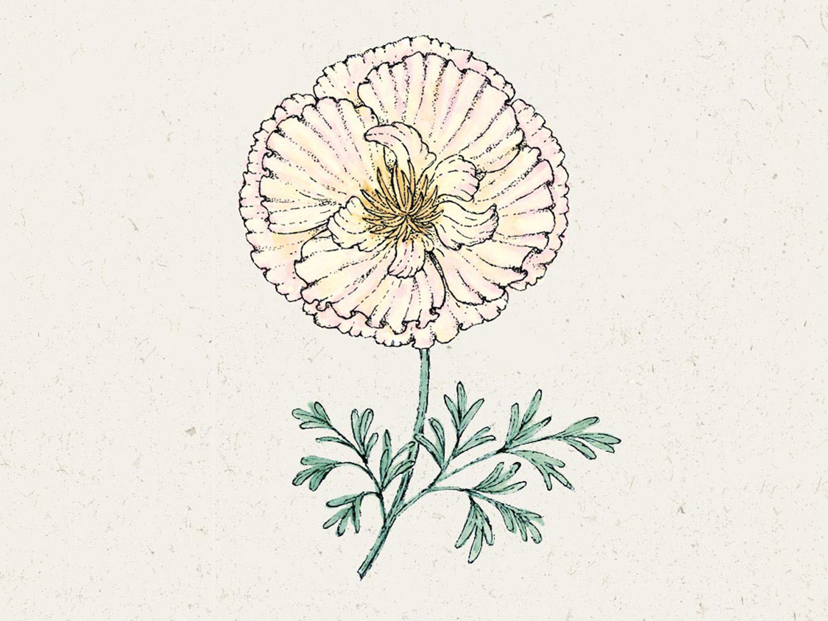 Goldmohn.jpg Goldmohn ‚Thai Silk Pink Champagne′ – Bild 1