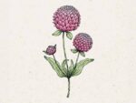 Gomphrena globosa 'Rose' (Kugelamarant)