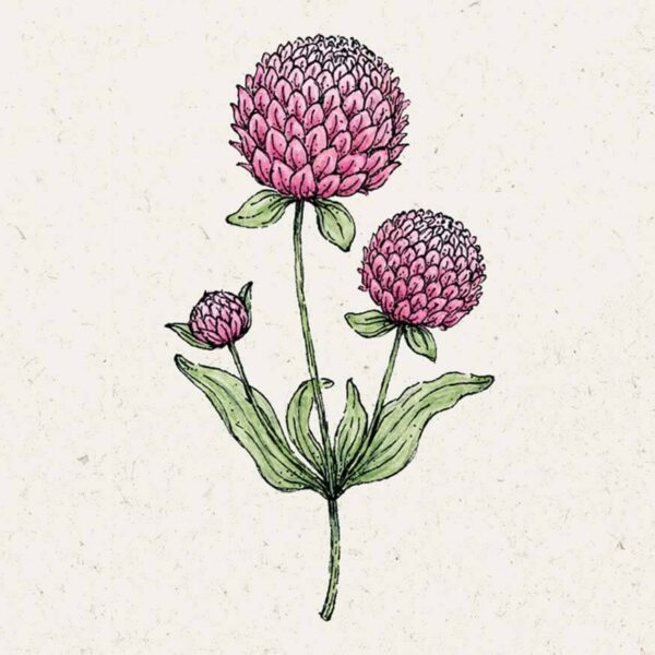 Gomphrena globosa 'Rose' (Kugelamarant)