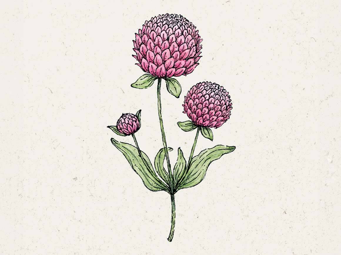 Gomphrena-globosa-Rose-Kugelamarant.jpg Gomphrena globosa 'Rose' (Kugelamarant) – Bild 1