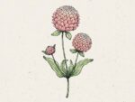 Gomphrena globosa 'Salmon Pastel' (Kugelamarant)