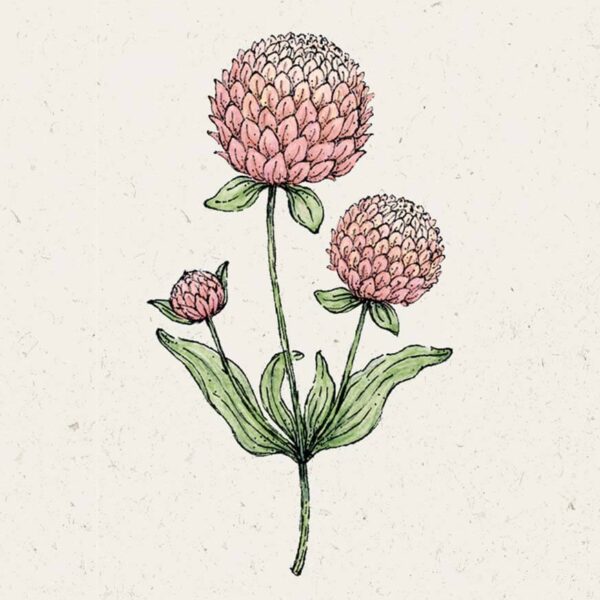 Gomphrena globosa 'Salmon Pastel' (Kugelamarant)