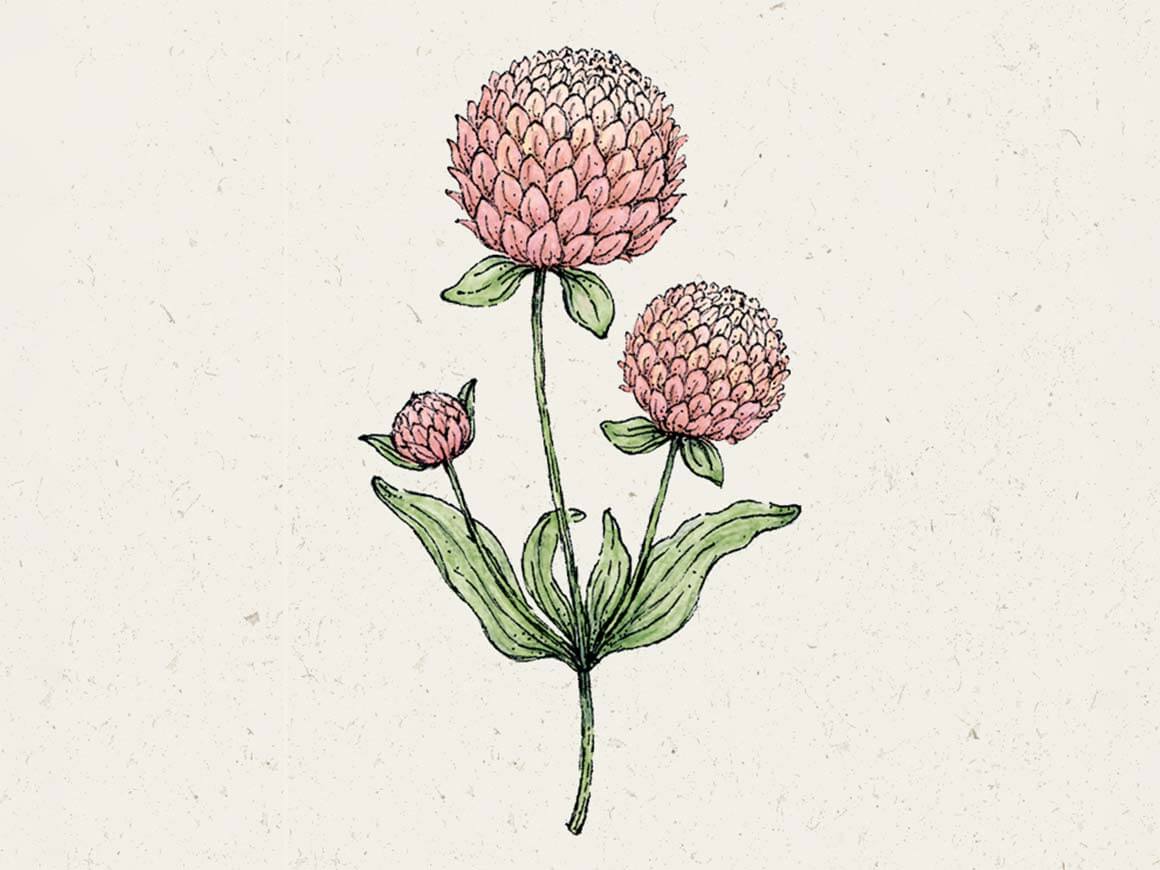 Gomphrena-globosa-Salmon-Pastel-Blumensamen-Jora-Dahl.jpg Gomphrena globosa 'Salmon Pastel' (Kugelamarant) – Bild 1