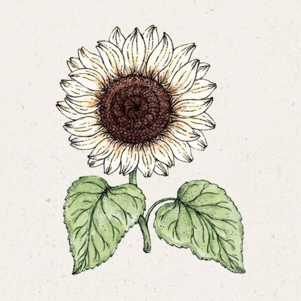 Helianthus debilis 'Italian White' (Sonnenblume)