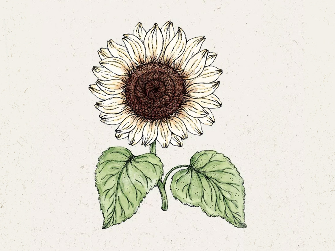 Helianthus-debilis-Italian-White-Sonnenblume-joradahl.jpg Helianthus debilis 'Italian White' (Sonnenblume) – Bild 1